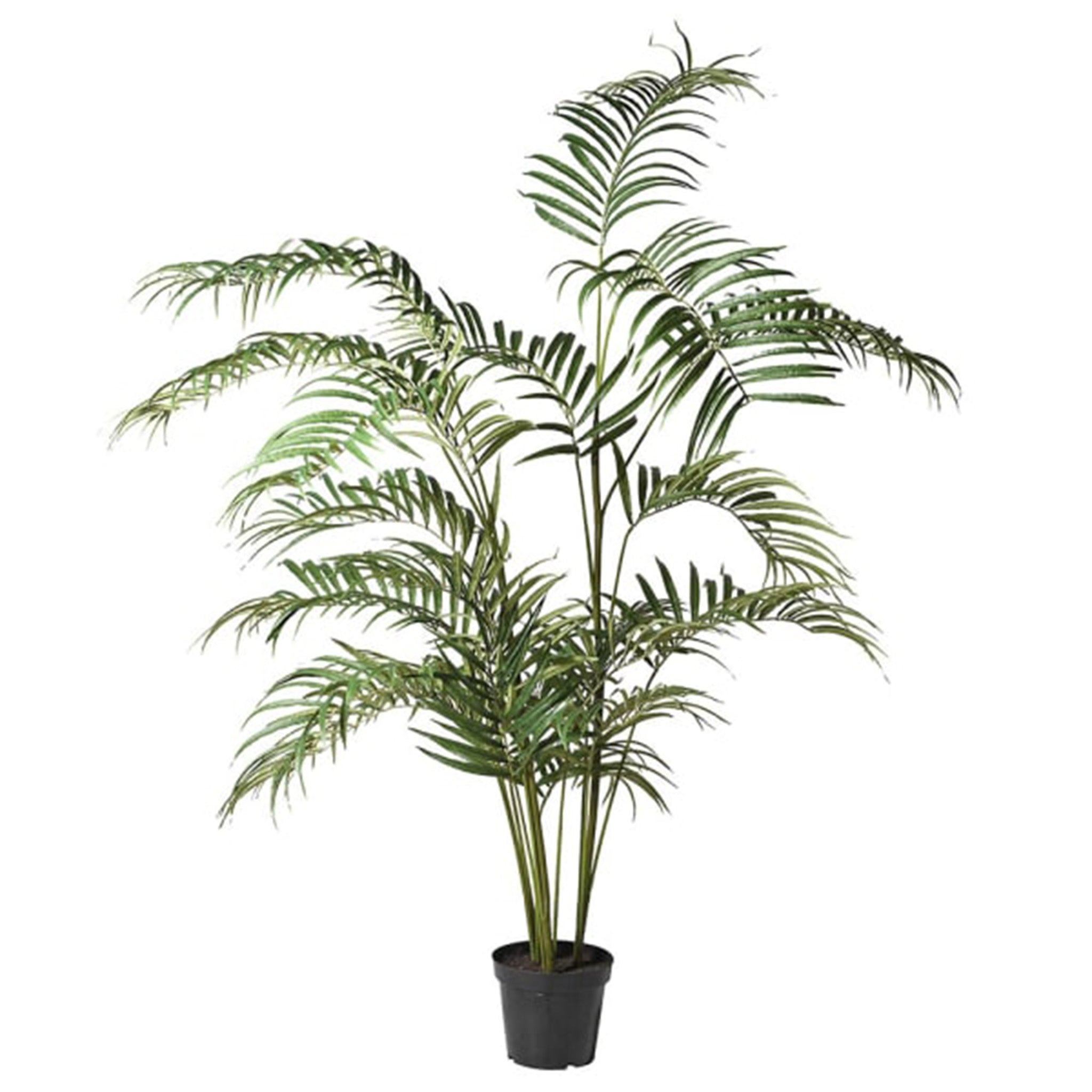 Areca Palm Tree